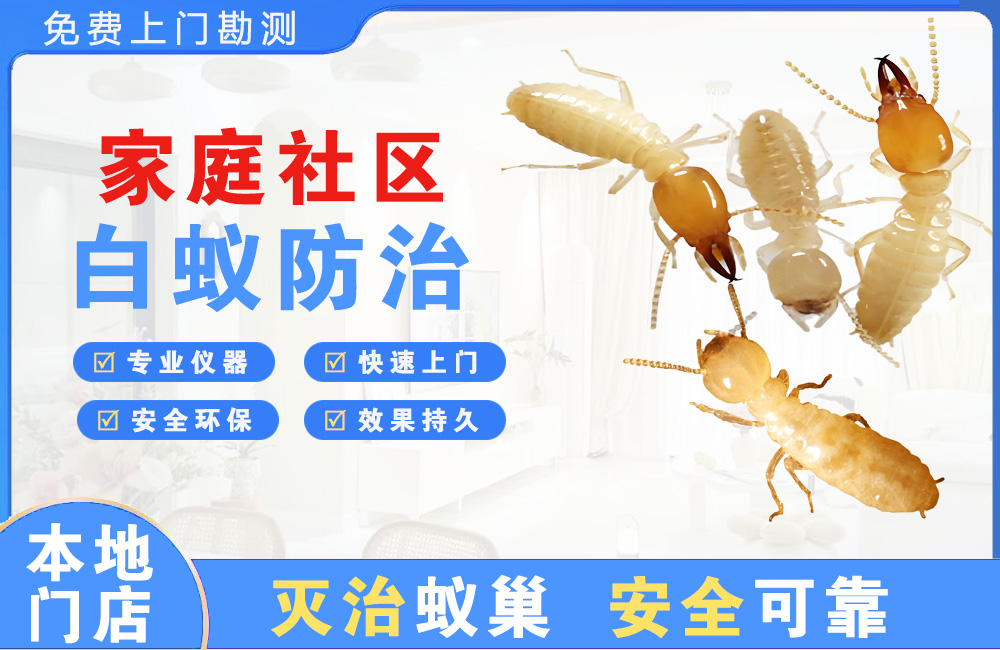 杭州家庭社区白蚁防治