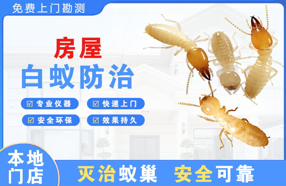 杭州房屋白蚁防治